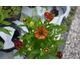 Helenium autumnale