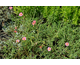 Helianthemum Red Dragon