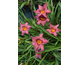 Hemerocallis