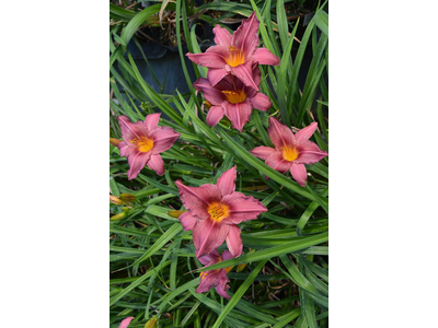Hemerocallis
