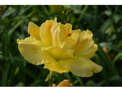 Hemerocallis