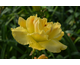 Hemerocallis