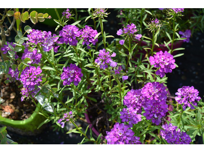 Iberis sempervirens