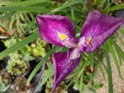 Iris ensata