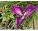 Iris ensata Dinner Plate Mixed