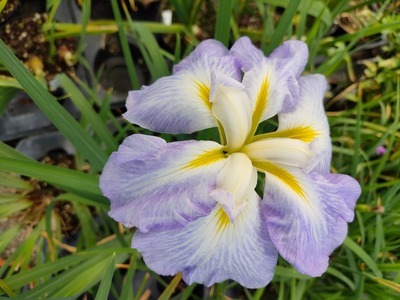 Iris ensata