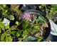 Knautia macedonica Midget Mauves