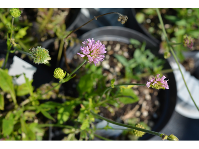 Knautia macedonica