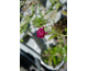 Knautia macedonica Red Knight