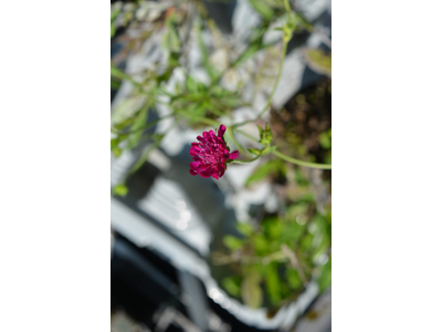 Knautia macedonica