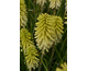 Kniphofia uvaria Poco Citron