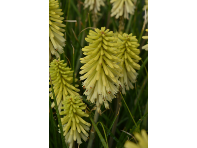 Kniphofia uvaria