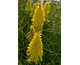 Kniphofia Poco Yellow