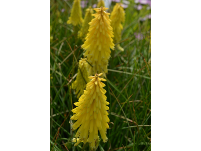 Kniphofia