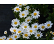 Leucanthemum x superbum Arctic Snow