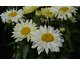 Leucanthemum x superbum Banana Cream