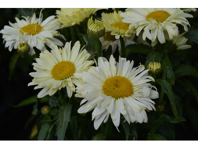 Leucanthemum x superbum