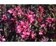 Lobelia speciosa Starship Rose