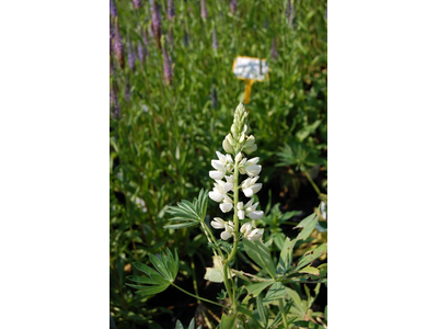 Lupinus  polyphyllus