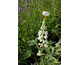 Lupinus  polyphyllus Mini Gallery White