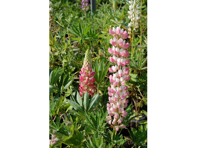 Lupinus  polyphyllus