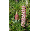 Lupinus  polyphyllus Mini Gallery Pink