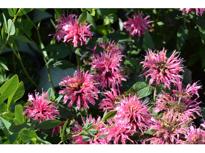 Monarda
