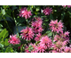 Monarda Balmy Pink