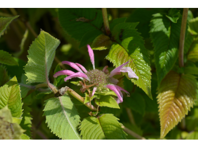 Monarda didyma