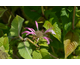 Monarda didyma Melua Appleblossom