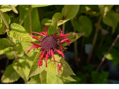 Monarda didyma