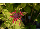 Monarda didyma Melua Rose