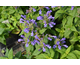 Nepeta Neptune