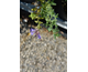 Nepeta faassenii