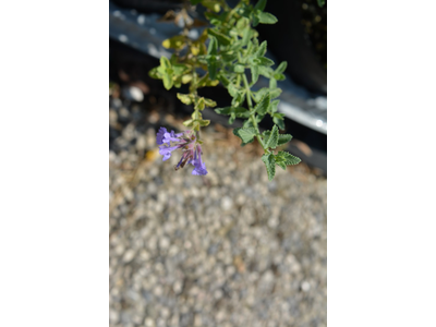 Nepeta faassenii