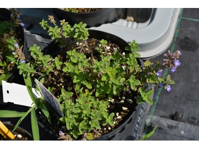 Nepeta faassenii