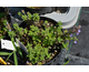 Nepeta faassenii