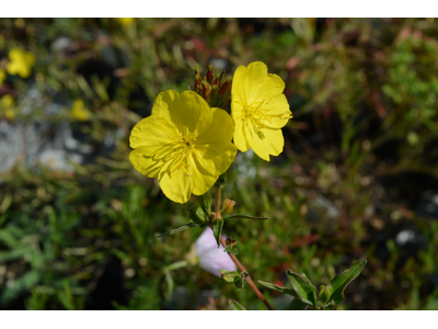 Oenothera fruticosa