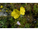 Oenothera fruticosa