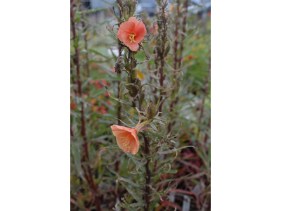 Oenothera versicolor