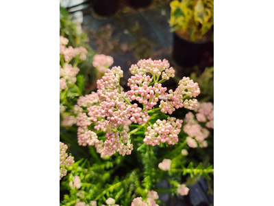 Ozothamnus rosmarinifolius