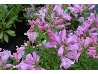 Penstemon barbatus