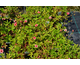 Potentilla nepalensis Shogran