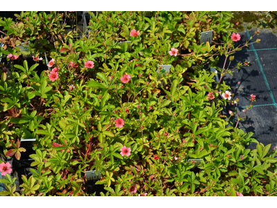 Potentilla nepalensis