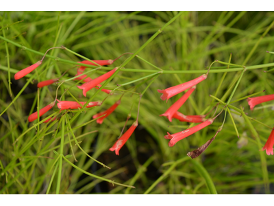 Russelia equisetiformis