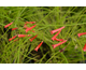 Russelia equisetiformis