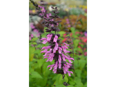 Salvia guaranitica