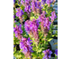 Salvia nemorosa Blue Marvel