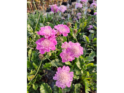 Scabiosa columbaria