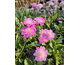 Scabiosa columbaria Cuori Pink